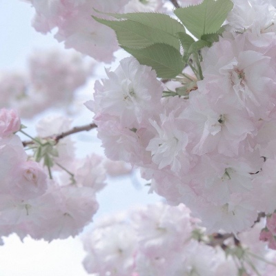 兽设表情绘制技巧福瑞交流群